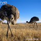 Illustration for article titled Flightless Friday - Rhea pennata Edition